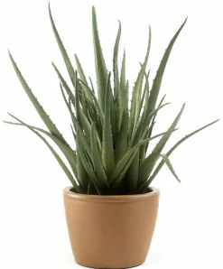 casa NOVA casaNOVA Kunstpflanze 41cm grün