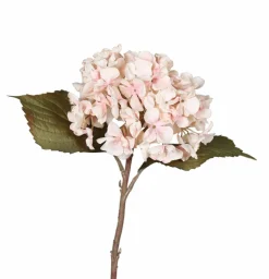 DPI Hortensie pink