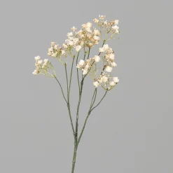 DPI Schleierkraut weiß