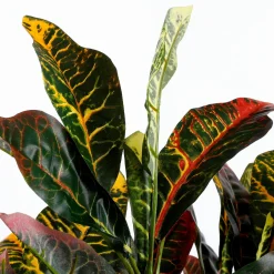 Edelman Grünpflanze grün